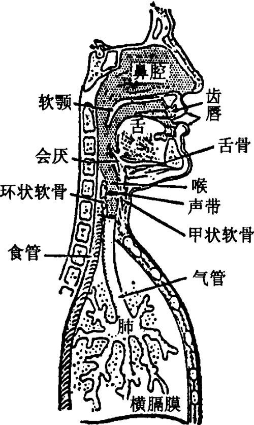 声带位置图解 人的声带在什么位置图片