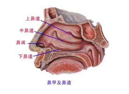 鼻腔共鸣是什么感觉 口腔共鸣最正确的感觉