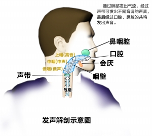 声乐学习中“假声位置真声唱”的技巧分析