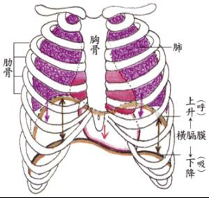 唱歌中的呼吸（气息）原理详解