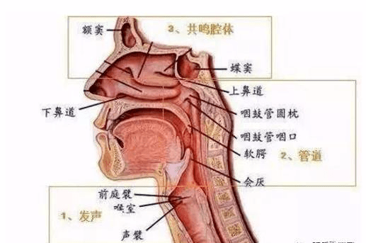 掌握颤音技巧：声带与呼吸练习提升歌唱感染力