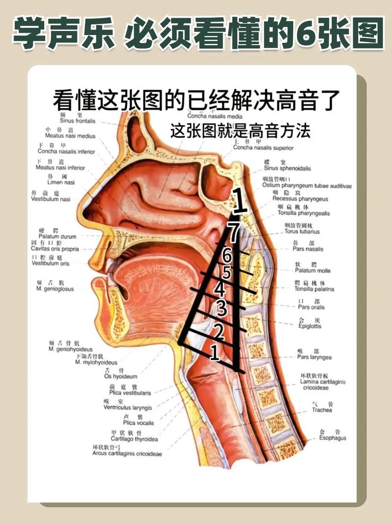 美声发声位置全解析：图解声乐技巧