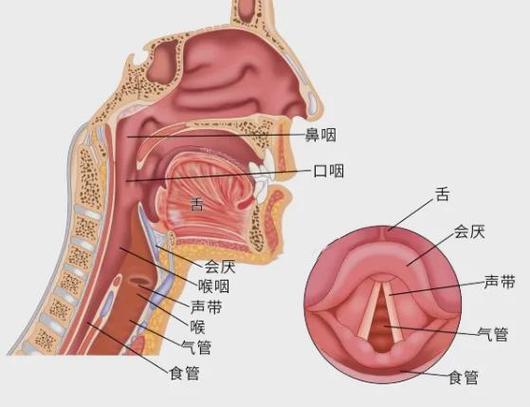 嗓子内部结构图解：声带会厌解析