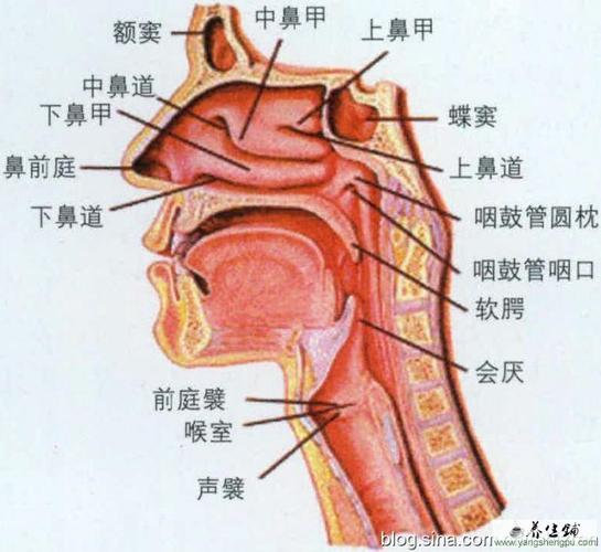 人体声带位置解析图解