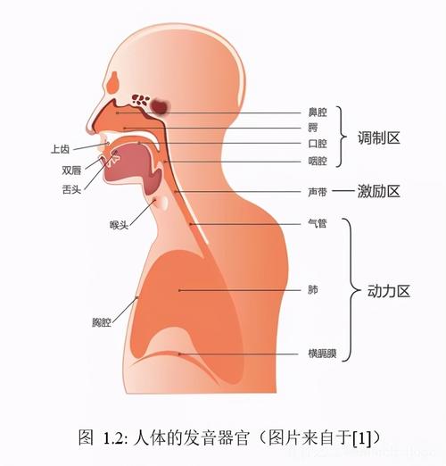 揭秘人体发声关键部位及功能