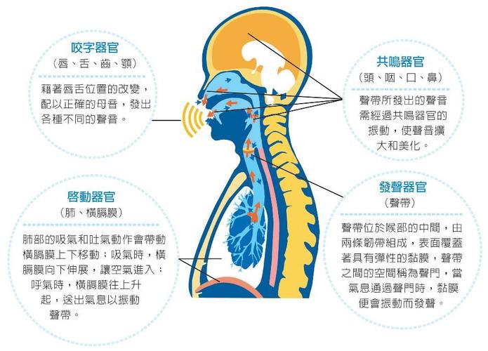 掌握发声技巧：发声位置示意图解析