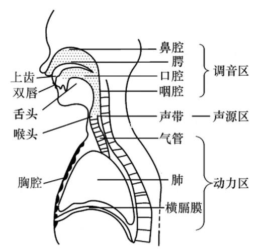 人体发声原理揭秘